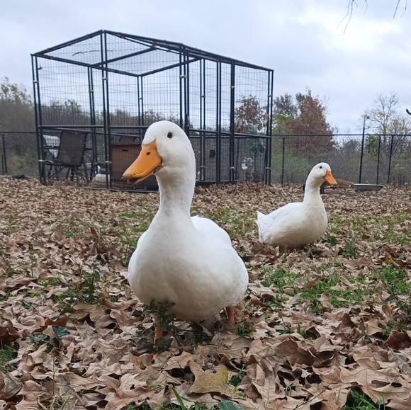 Meet your Posher, Crafty - Picture 2 of 3